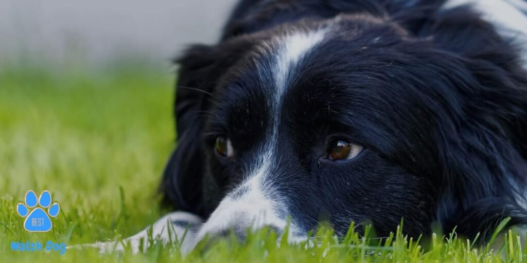 Will Border Collies protect their owners?
