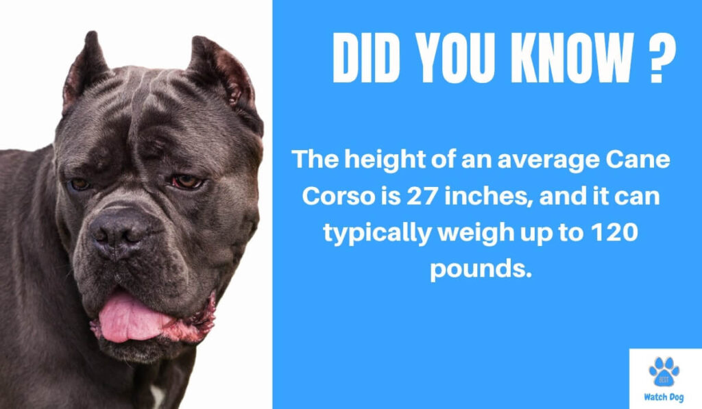 Can a Cane Corso Good Guard Dogs?