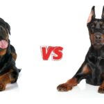 Doberman Or Rottweiler Who Is A Better Guard Dog?