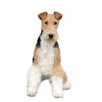 Are Fox Terriers Good Guard Dogs?