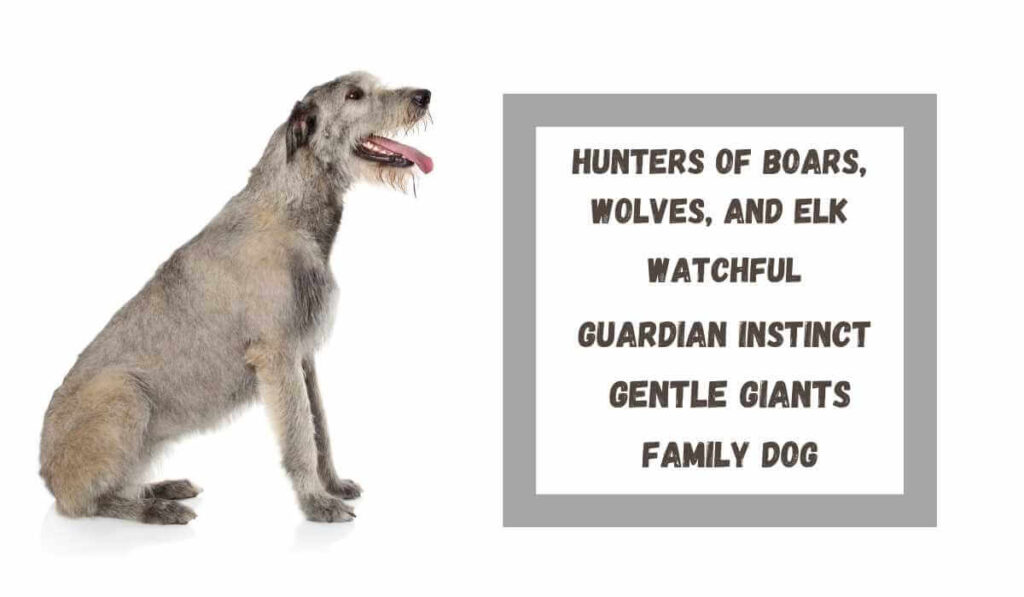  Guard Dogs For Coyotes