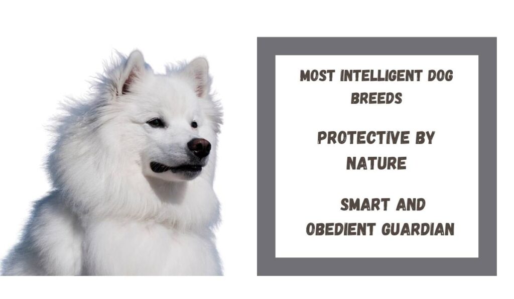 Guard Dog Breeds For Apartment