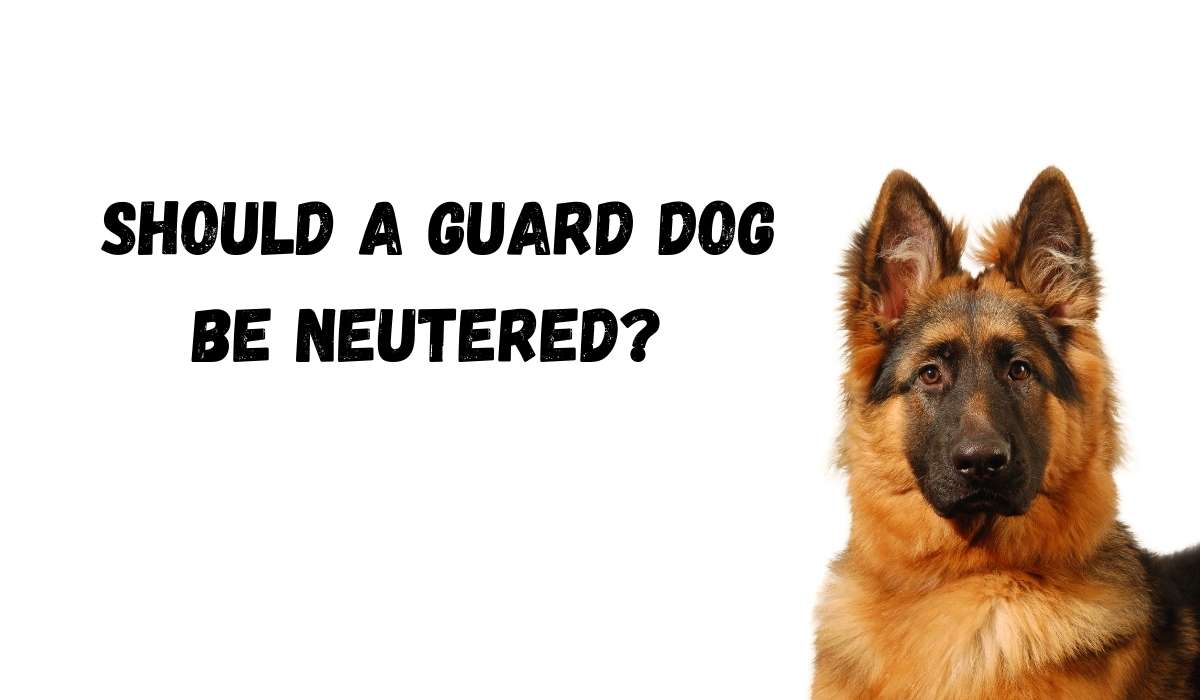 Can A Guard Dog Be Neutered?
