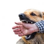 What Happens If A Guard Dog Bites?