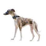 Are Greyhounds Good Guard Dogs?