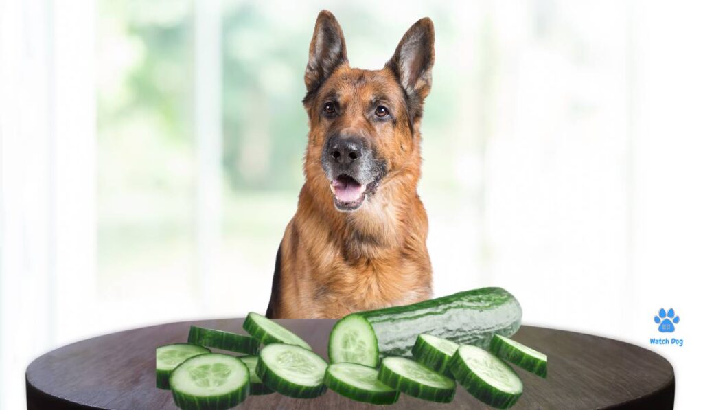 Can German Shepherds Eat Cucumbers?