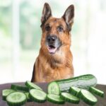 Can German Shepherds Eat Cucumbers?