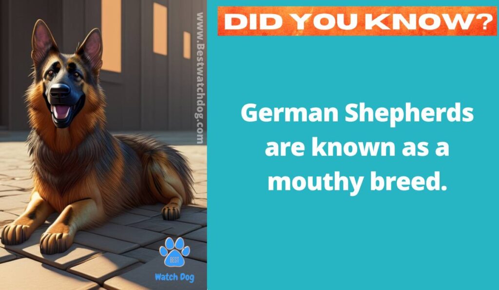 Why Do German Shepherds Nibble  picture