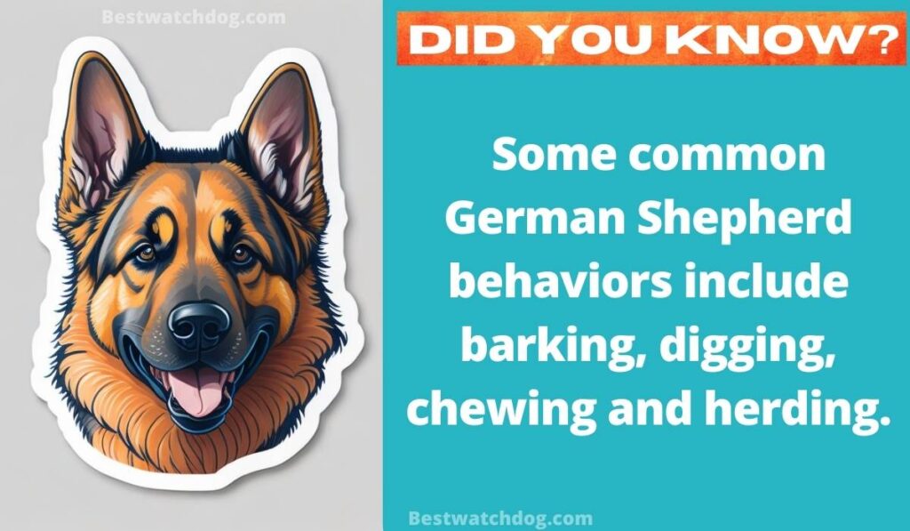  Are German Shepherds Naturally Clingy?