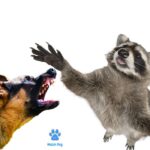 Can A Raccoon Kill A German Shepherd?